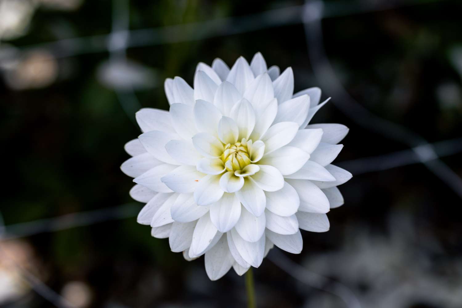 Daalia 'Karma Maarten Zwaan'